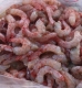  火燒蝦 狗蝦 鬚赤蝦 蝦仁  釣魚 釣餌