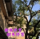 新北市-台北市修剪樹木枝