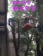 【高雄修剪樹木枝,鋸樹費用高雄】